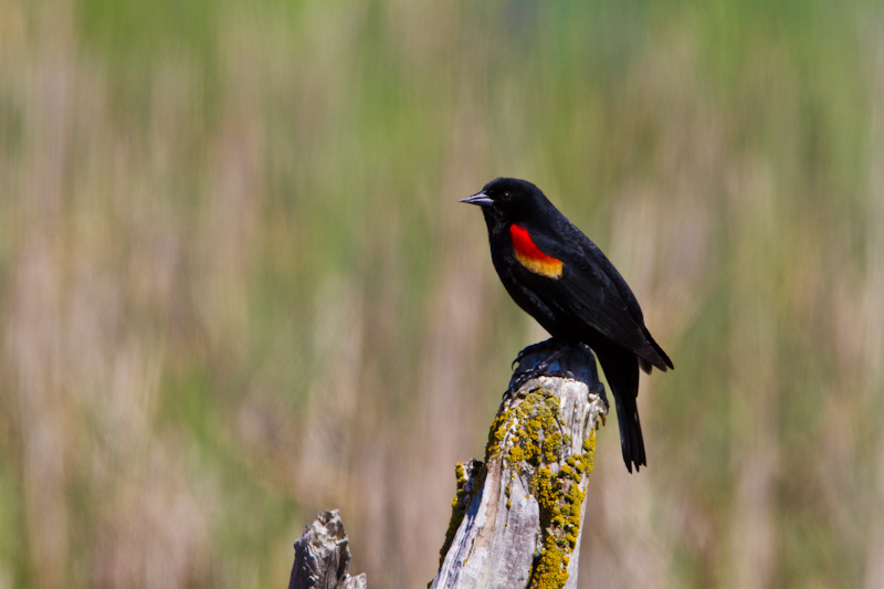 Red-Winged Blackbird